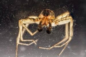 facts about wolf spiders