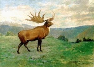 irish elk facts