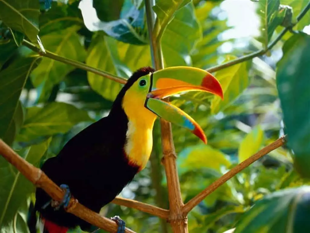 toucan facts