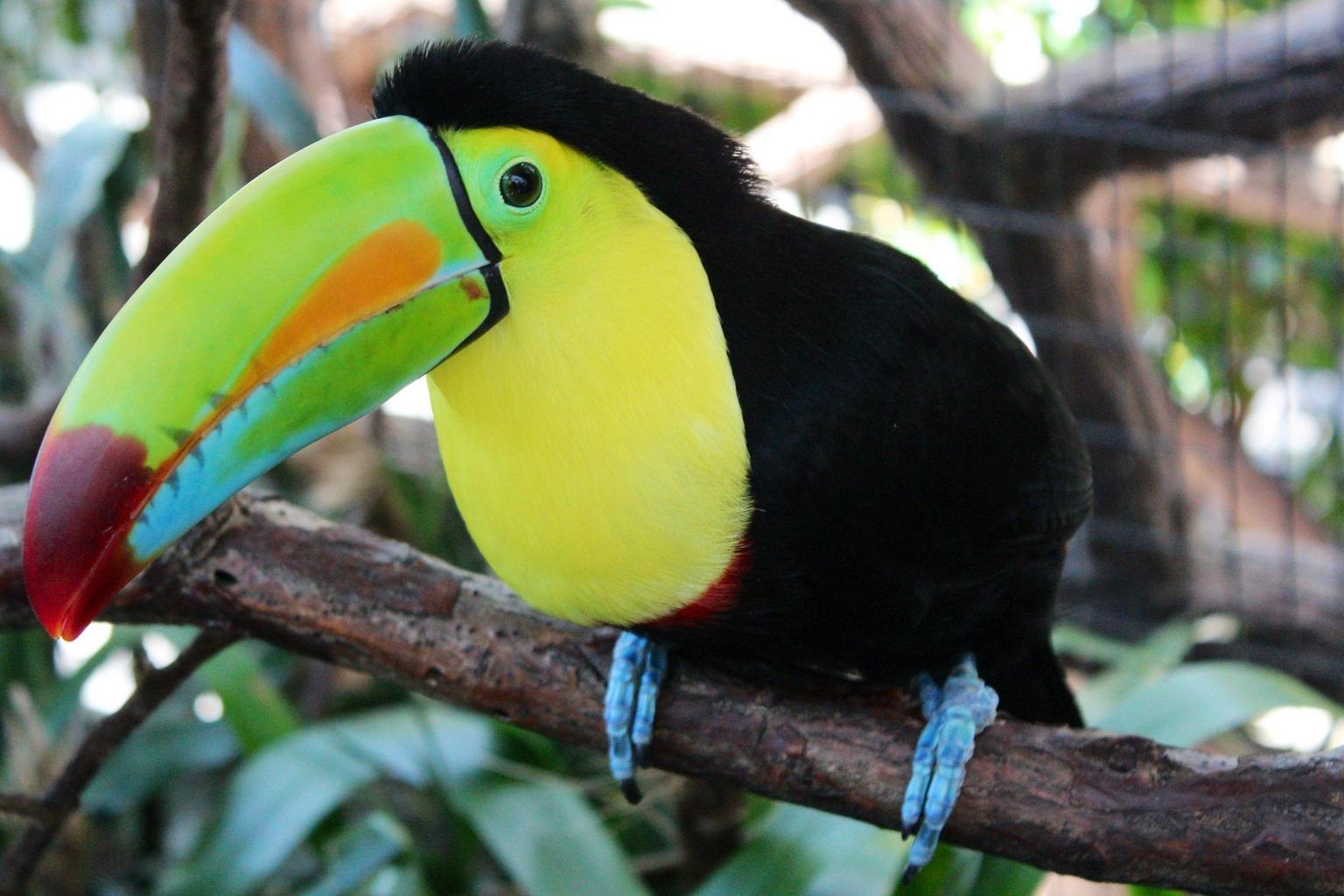 Toucan Facts Species Tan Rescue Ranch Lion King