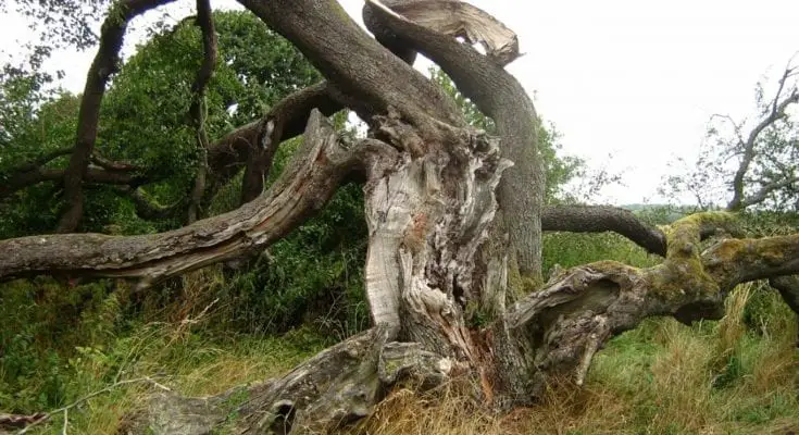 how old is the oldest tree