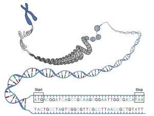 junk dna