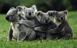 koala bear facts