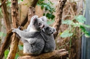 koala facts