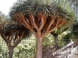 dragon blood tree
