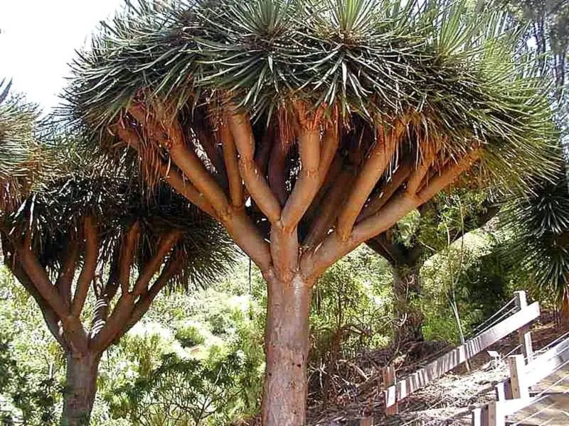 Dragon Blood Tree Facts | Dragon’s Blood Tree | Socotra
