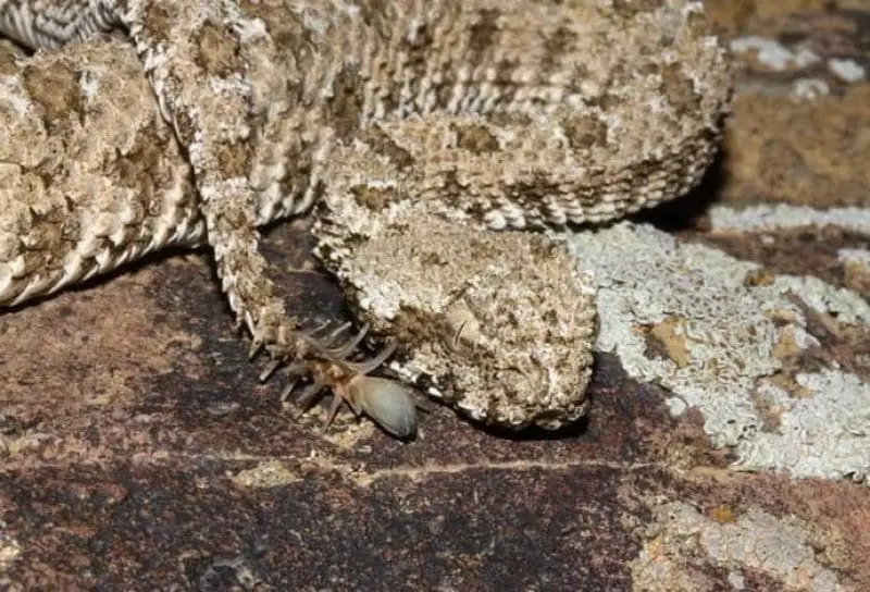 Persian Viper Facts Horned Sand Snake Venom