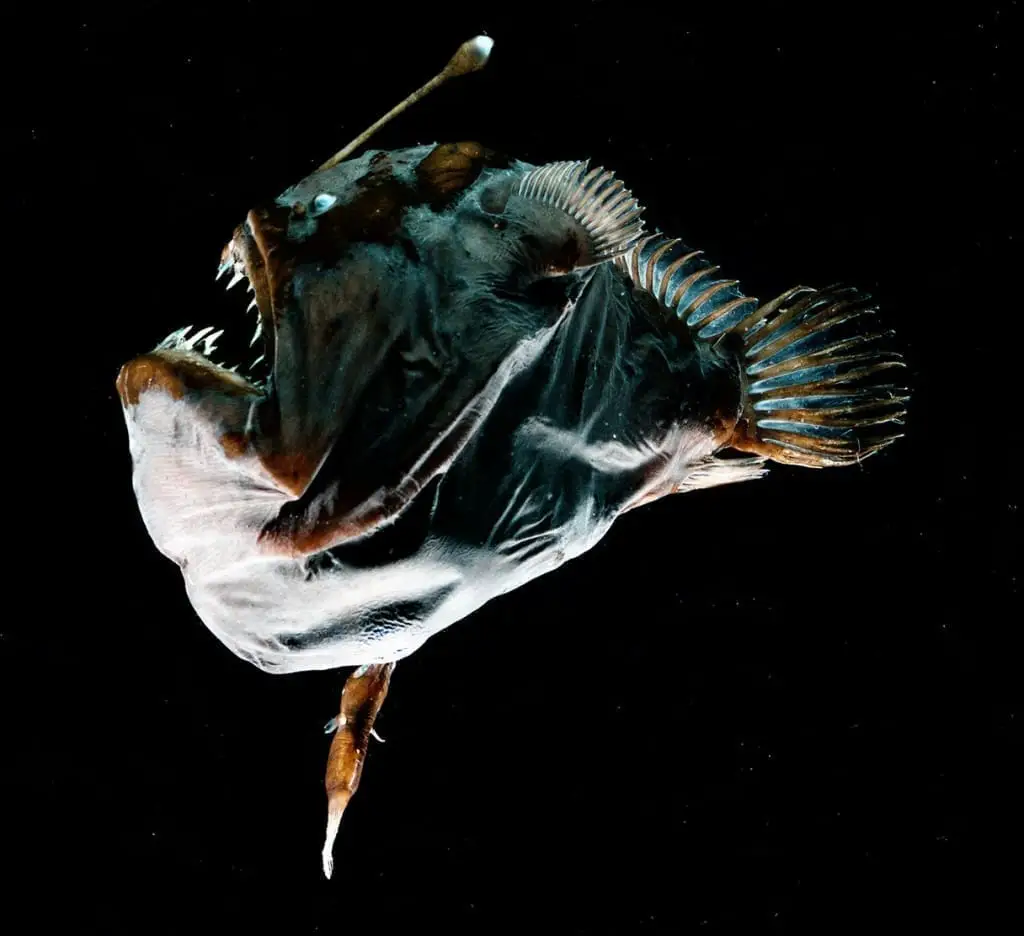 do angler fish travel in groups