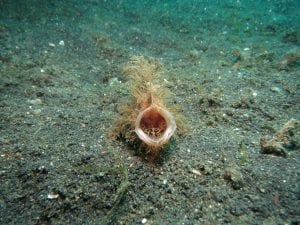 male angler fish