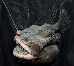 angler fish mating