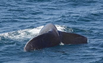 WHOI Study Shows Whales with Distinct Dialects