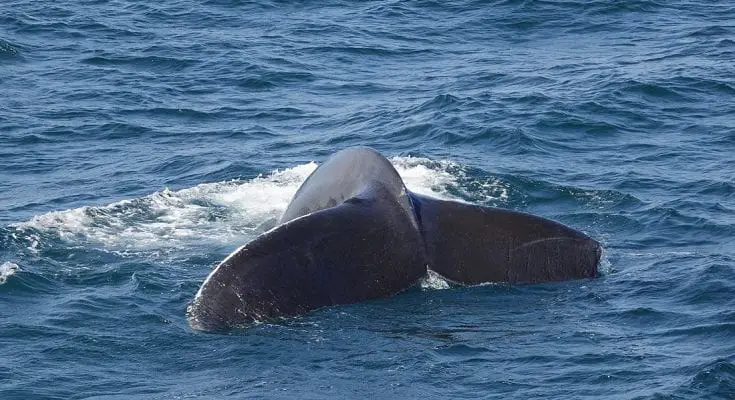 WHOI Study Shows Whales with Distinct Dialects