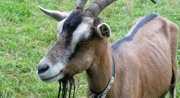 what does it mean to call someone a goat