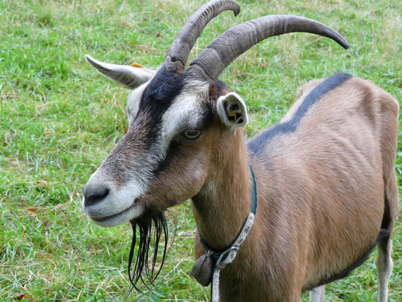 Toestandards goat