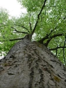 facts about trees