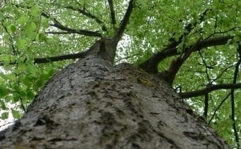 facts about trees