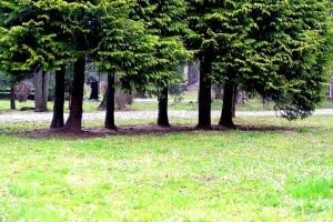 facts about trees