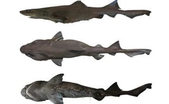 New Species Of Shark Found In Fish Market