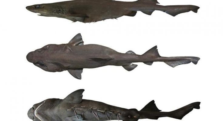 New Species Of Shark Found In Fish Market