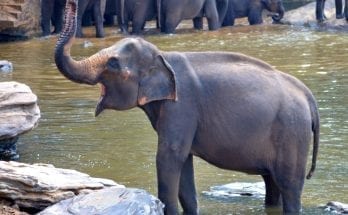 interesting facts about elephants