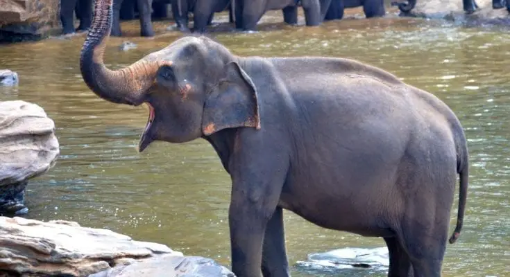 interesting facts about elephants