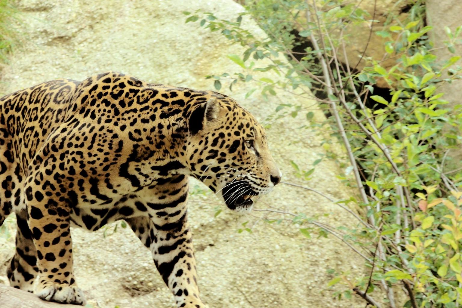 facts about jaguars