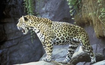 facts about jaguars