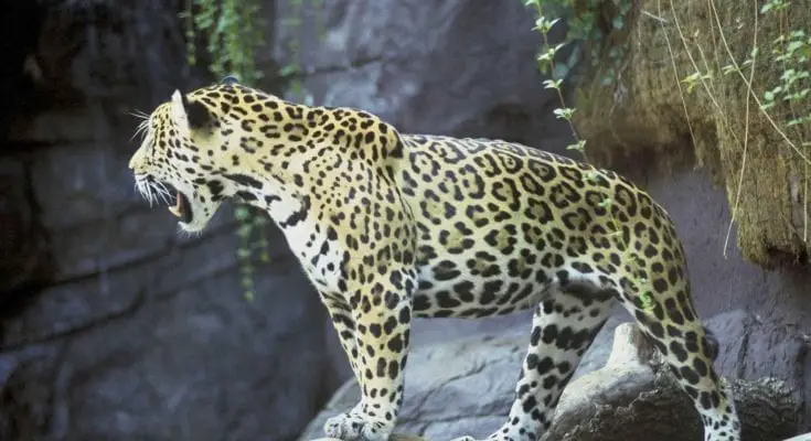 facts about jaguars