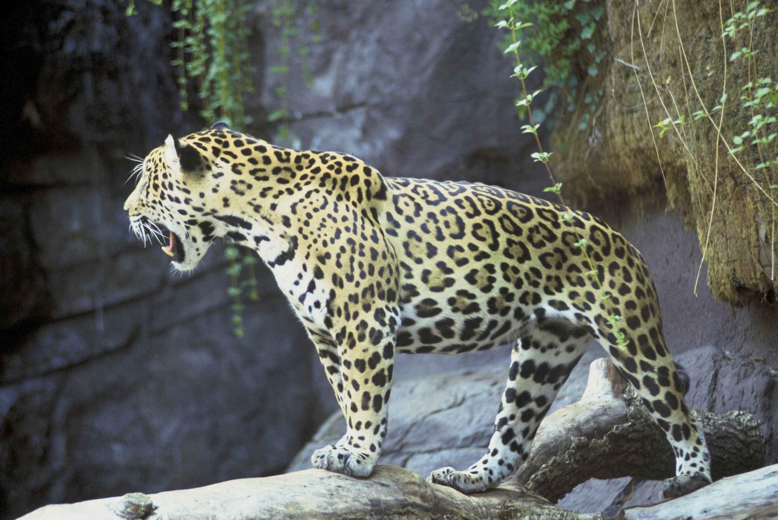 jaguar facts