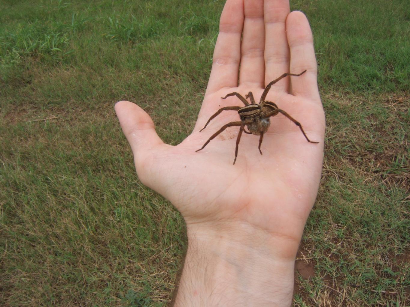 facts about wolf spiders