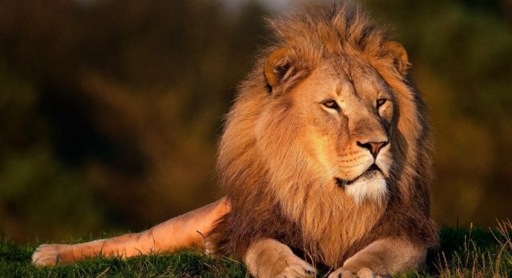 interesting facts about the lion king