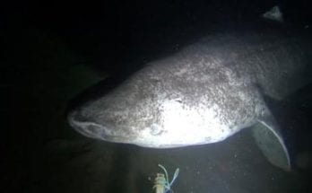 Incredible Footage Shows Rare, 500-Year-Old Sharks Swimming In The Arctic