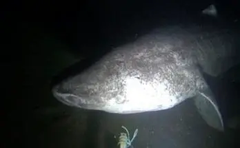 Incredible Footage Shows Rare, 500-Year-Old Sharks Swimming In The Arctic