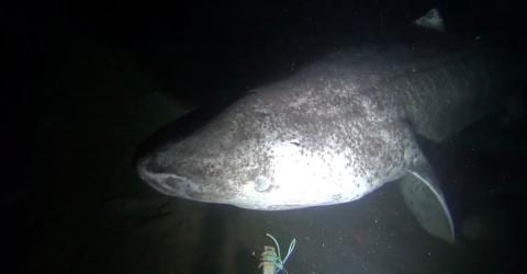 Incredible Footage Shows Rare, 500-Year-Old Sharks Swimming In The Arctic