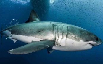 interesting facts about sharks