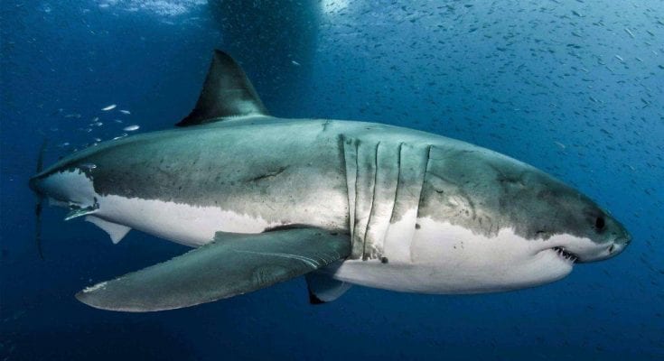 interesting facts about sharks