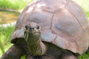 interesting facts about tortoises