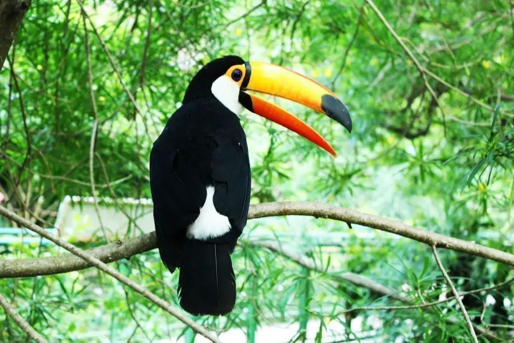 toucan facts