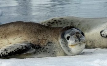 Leopard Seal Poops Out USB Drive, Confusing Scientists