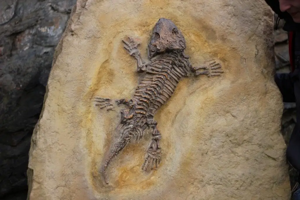 We buy fossils sale