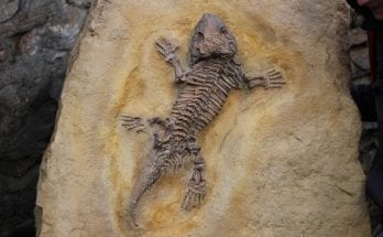 facts about fossils