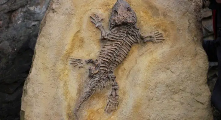 facts about fossils