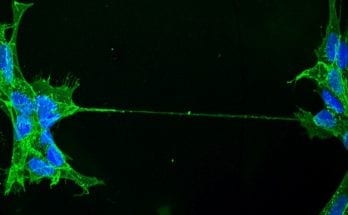 Tiny Cell-linking Tunnels are Actually Made of Multiple Nanotubes