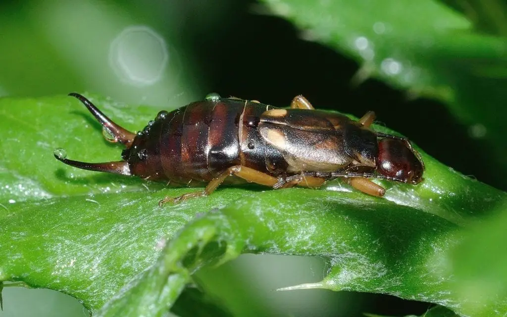 Earwigs Facts Earwig Bug Bite Ear Wick Get Rid Of