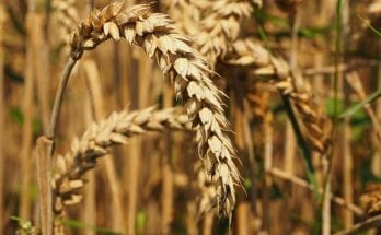 interesting facts about wheat