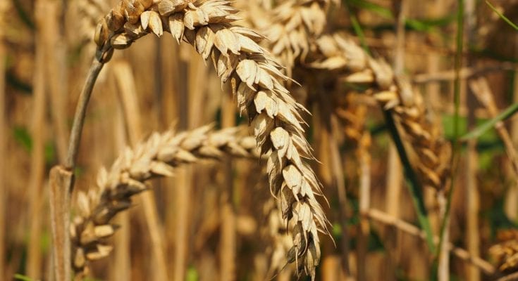 interesting facts about wheat