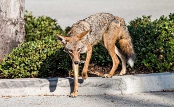 interesting facts about coyotes