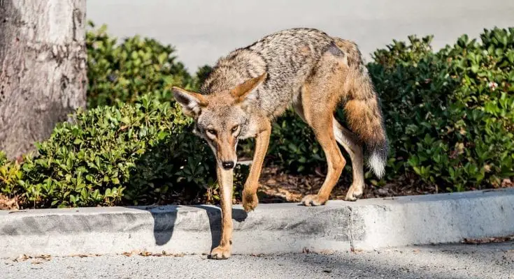 interesting facts about coyotes