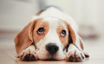 interesting facts about dogs
