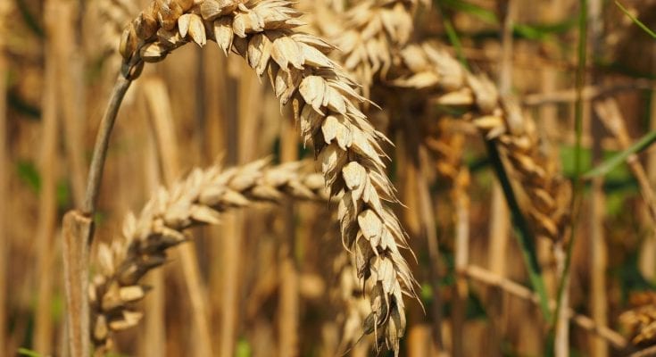 facts about wheat